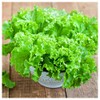 Everwilde Farms - 1 Lb Waldman's Green Lettuce Seeds -