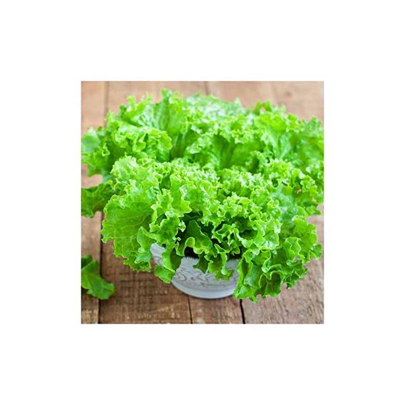 Everwilde Farms - 1 Lb Waldman's Green Lettuce Seeds -