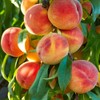 Generic Loring Peach Tree, Freestone, Large Sweet Fruit, Cold Hardy,