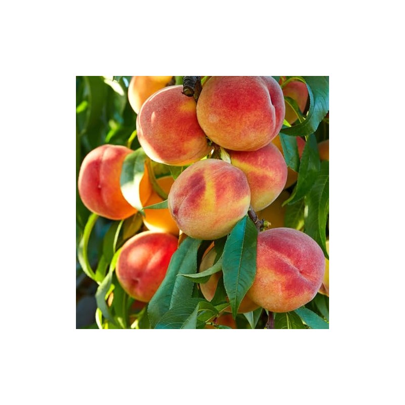 Generic Loring Peach Tree, Freestone, Large Sweet Fruit, Cold Hardy,