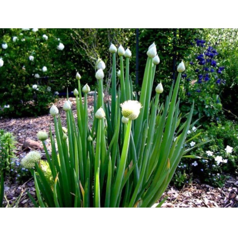 RAISE ME UP: Seeds Bunching Welsh Onion Green Non GMO