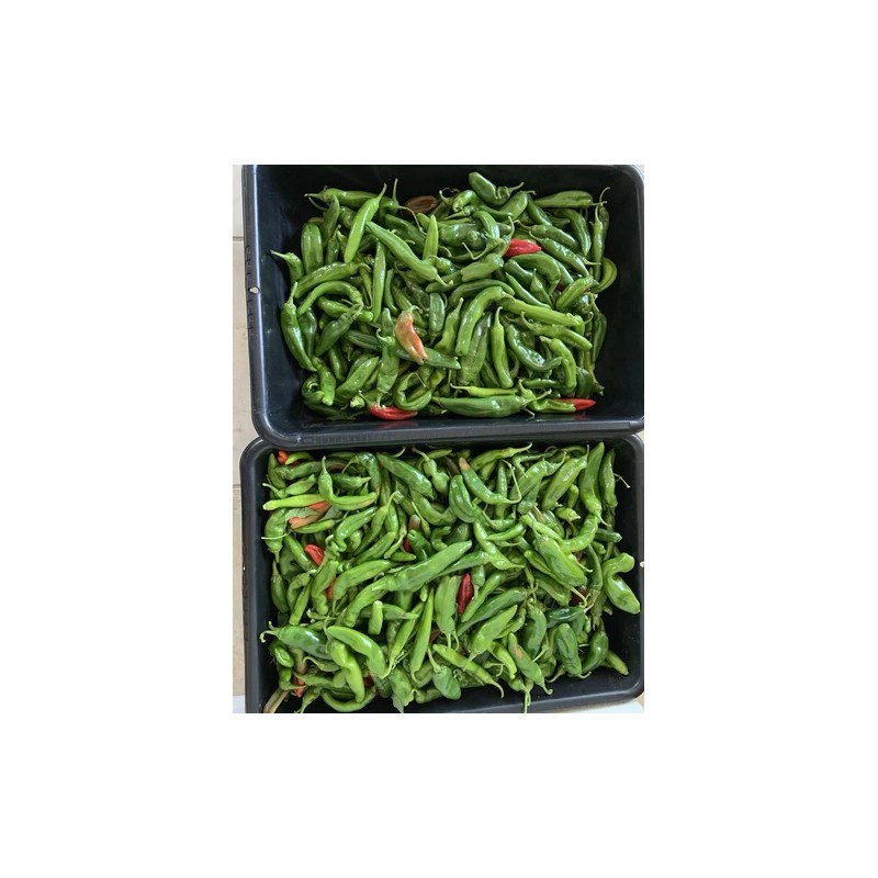 American Seed Hatch Sandia Chili Pepper Seeds, NuMex, Hot Green