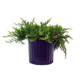 Green Promise Farms JUNIPERUS CONFERTA `Blue Pacific` (‎Shore Juniper) Shrub, 3 Size Container, Green Foliage