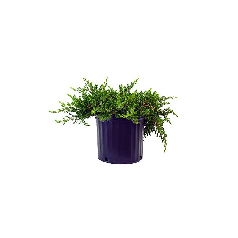 Green Promise Farms JUNIPERUS CONFERTA `Blue Pacific` (‎Shore Juniper) Shrub,
