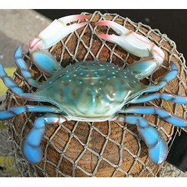 5 Large Blue Crab Replicas/Ultra-Realistic Details / 9 to 10 inch Wide Each