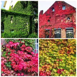 100+ Seed Ivy Vine Liana Green Seeds for Planting Outdoors Vines Climbing Ground Creeping Plants Bonsai Home