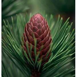 Pinus banksiana (Jack Pine) Tree Seeds, Graceful Display, Small, Egg-Shaped Cones, Seeds by MySeeds.Co, You Choose The Amount (Trial Packet Size)