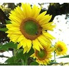 Sunflower, Songbird/Pollinator,"The Birds & The Bees" - Heirloom