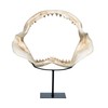 Design Toscano Shark's Jagged Jaws Statue