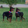 Kpuplol Luminous Collar, Dog, 12 Lighting Modes, Dogs, LED Collar,