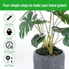 Climbing Houseplant Stem Supports,4Pcs Clear Plastic Flower Plant Growth Stake