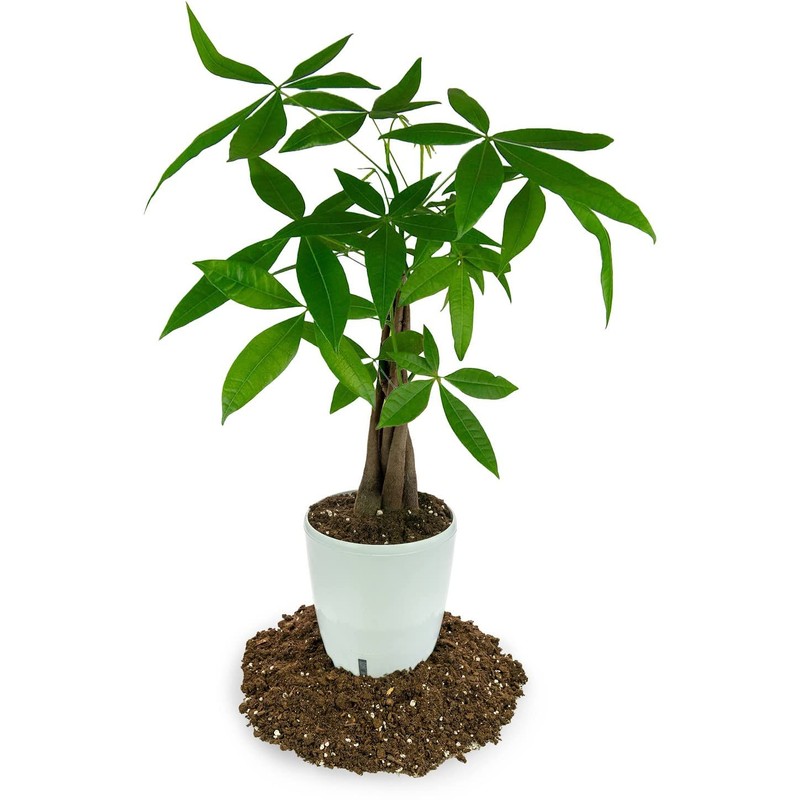 Gardenera's Expert Kumquat Soil Mix - 2 QT - Quick