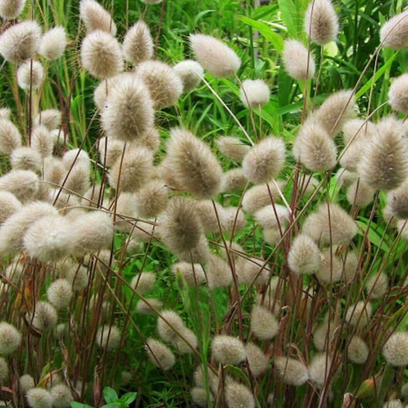 22Day Seeds: Seeds Bunny Tail/Annual Ornamental Plant Grass