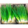 Bunching Green Onion Seeds Scallions About 300 Non-GMO Seeds for
