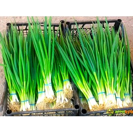 Bunching Green Onion Seeds Scallions About 300 Non-GMO Seeds for Planting