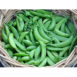 120 Sugar Snap Pea Seeds for Planting Heirloom Non GMO 1+ Ounce Garden Vegetable Bulk Survival