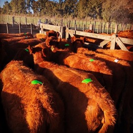 FASCO AP Heat Detector Mount Activity Label Patches Fuchsia 50PK, FUCHSIA50PK