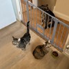 Babelio 29-48" Extra Wide Baby Gate with Adjustable Cat Door,