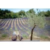 Le Petit Olivier Extra Mild Soap - Lavender - Gently