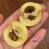 Unbranded Tori White Loquat Scions/Cuttings for grafting 3 ea -