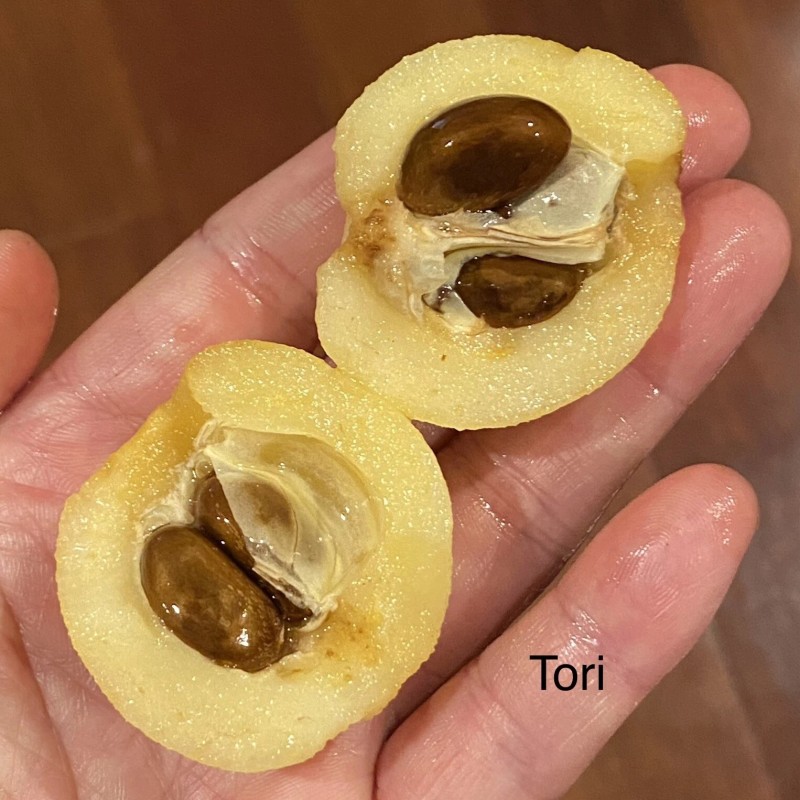Unbranded Tori White Loquat Scions/Cuttings for grafting 3 ea -