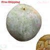 Treevale Wax Gourd Seeds- Ash Gourd, White Winter Gourd, Dong Qua | NON-GMO, Organic - 80 Seeds W/Tracking