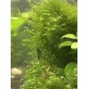 2X4in Portion Of Fissidens fontanus Live Aquarium Plants Phoenix Moss