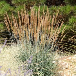 1000 Indiangrass Indian Grass Seeds Native Prairie Wildflower Clumping Ornamental