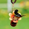 Songbird Essentials/Gold Crest SEBCO212 Jelly/Jam Bird Feeder - Quantity 1