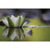 Pure Herbs: White Pond Lily - 1 oz.