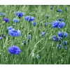 600 Tall Blue Bachelor Button Seeds for Planting Blue Cornflower.