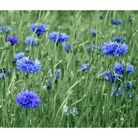 600 Tall Blue Bachelor Button Seeds for Planting Blue Cornflower. 3 Grams Non GMO Heirloom USA Harvested pollinator bee Butterfly