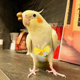 Cikonielf Bird Nappy Parrot Cloth Nappies Washable Breathable Parrot Nappies Bird Flying Costume for Birds Budgies Cockatiels, yellow, M