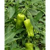 Greek Pepperoncini Pepper Seeds