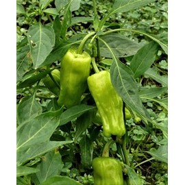 Greek Pepperoncini Pepper Seeds