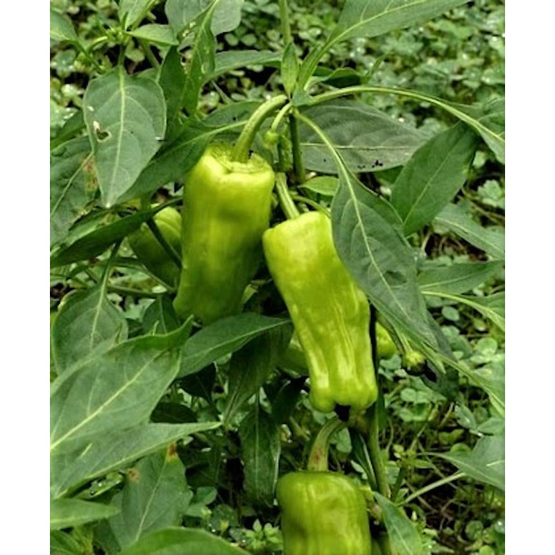 Greek Pepperoncini Pepper Seeds