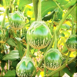 TomorrowSeeds - Petch Siam Thai Eggplant - 600+ Count - Small Green Brinjal Baby Round Egg Aubergine Eggplants Melongene USA Garden Vegetable Seeds for 2025