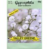 Set of 100 Gypsophila - Baby's Breath Annual Flower Seed