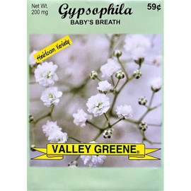 Set of 100 Gypsophila - Baby's Breath Annual Flower Seed Packets - Bulk Flower Seeds - Perfect for Creating Your Dream Garden! - Includes 25 Packets of Gypsophila - Baby's Breath