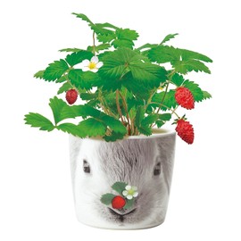 St New Grown Pottery Set Hannah & Animals GD – 85801 D 9 X/Tall, X 9 cm Wide