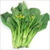 Fairy7Seas Seeds Asian Yu Choy / Choi Sum / Choy