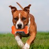 Nerf Dog 7in TPR EXO Squeak Bone - Blue/Orange
