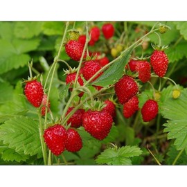 NIKA SEEDS - Fruit Alpine Giant Strawberry Regina Red - 100 Seeds