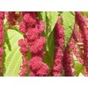 Amaranthus Caudatus Red Tail or Love Lies Bleeding Nice Garden Flower by Seed Kingdom 100 Seeds