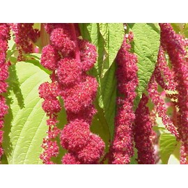 Amaranthus Caudatus Red Tail or Love Lies Bleeding Nice Garden Flower by Seed Kingdom 100 Seeds