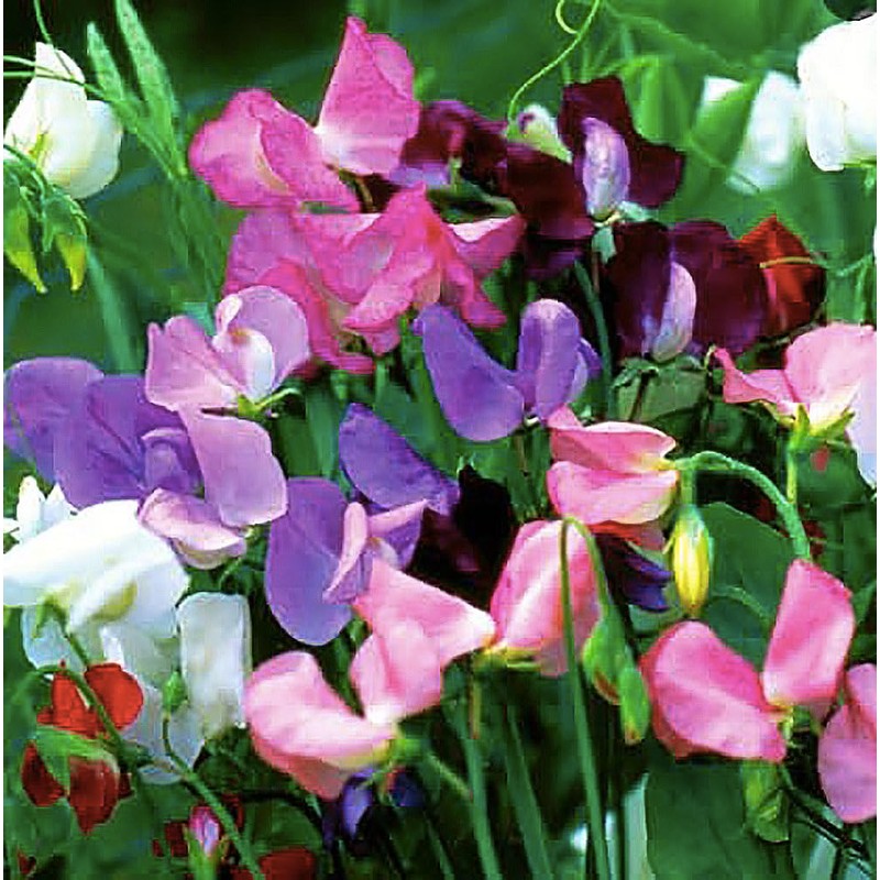 Sweet Pea Mixed Seeds - Approximately 65 Seeds