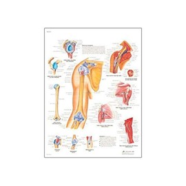 3B Scientific VR3170UU Glossy Paper Hombro Y Codo Anatomical Chart (Shoulder and Elbow Anatomical Chart, Spanish), Poster Size 20" Width x 26" Height
