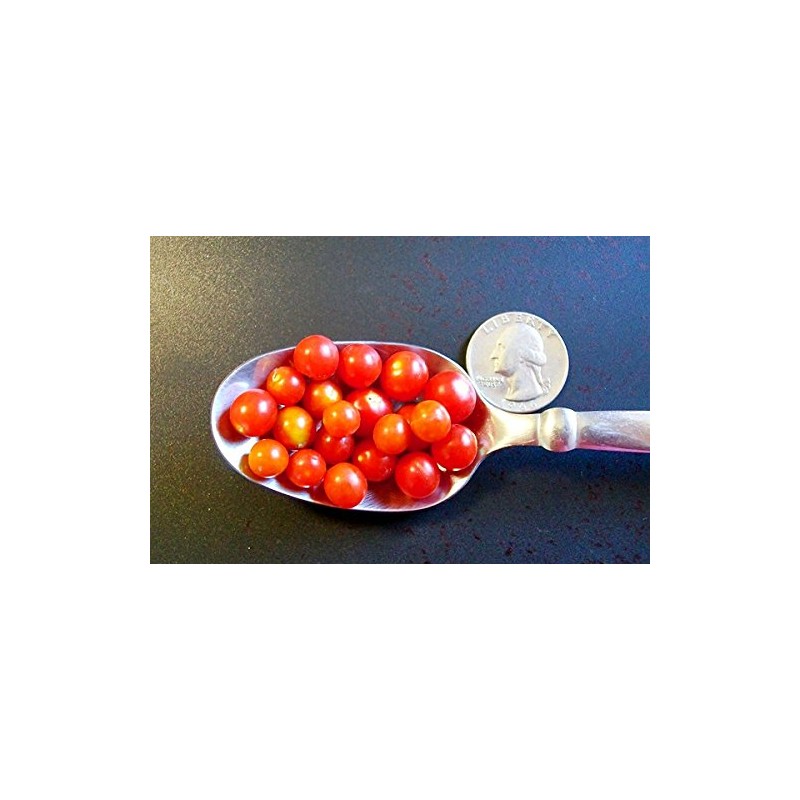 20+ Worlds Smallest Spoon Currant Tomato Seeds, Early, Heirloom Non-GMO,