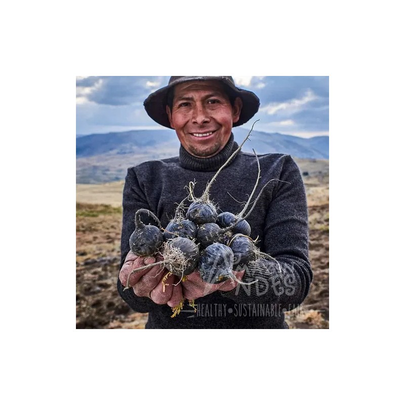 Suplemento Maca Negra Orgánica Premium 100 Cápsulas 500mg