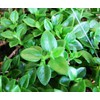 Sun Jewel Yellow Sun Flower Rose Succulent - Aptenia Cordifolia
